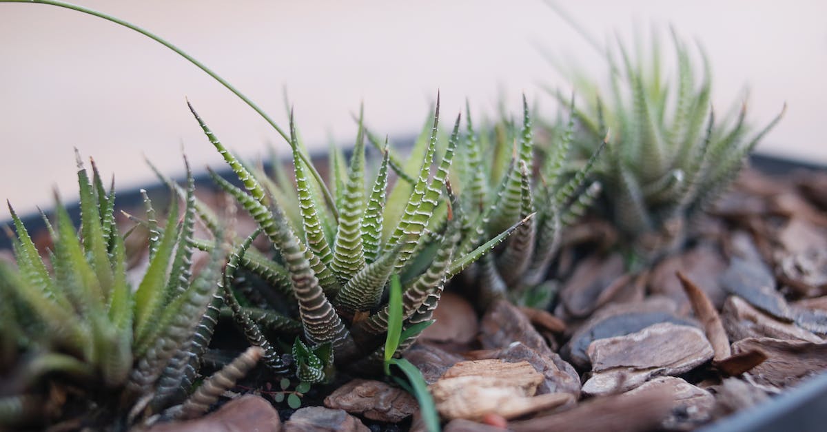 What kinds of mulch are there? - Haworthia fasciata in pot surrounded by decorative stones What kinds of mulch are there? - Haworthia fasciata in pot surrounded by decorative stones