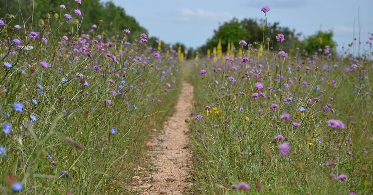 What makes meadows bloom in Loop Hero? - Photograph of Grass with Purple Flowers