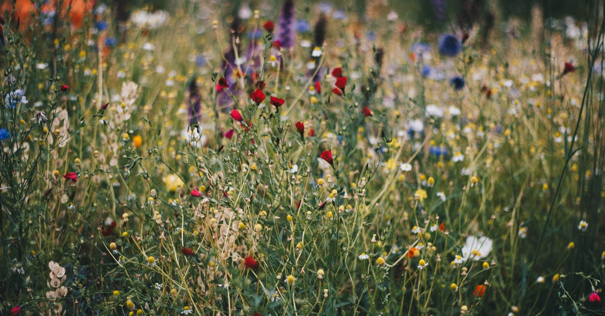 What makes meadows bloom in Loop Hero? - Blue, White and Red Poppy Flower Field