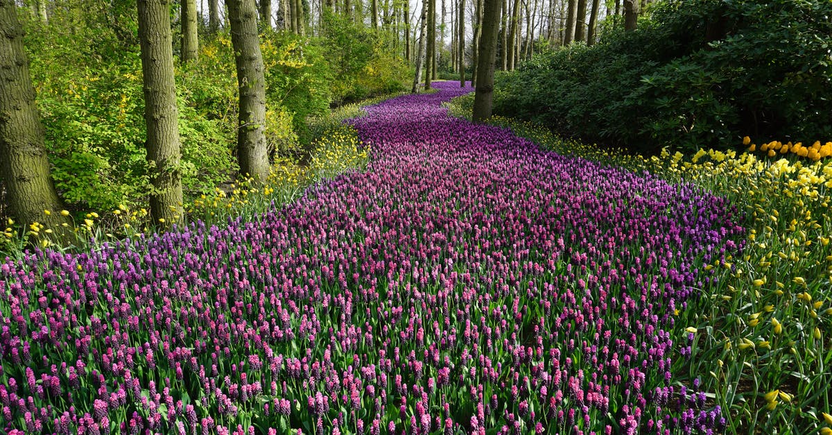What makes meadows bloom in Loop Hero? - Pink Flower Field