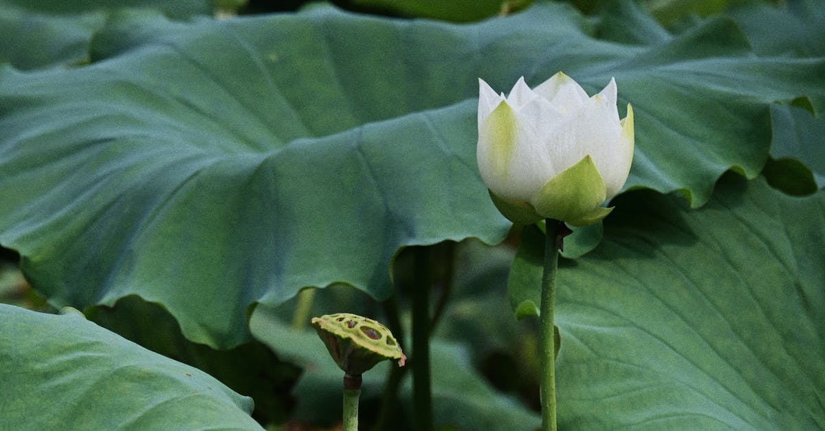 What makes the Sacred Combo so sacred? - White Lotus Flower Blooming Beside Seedpod