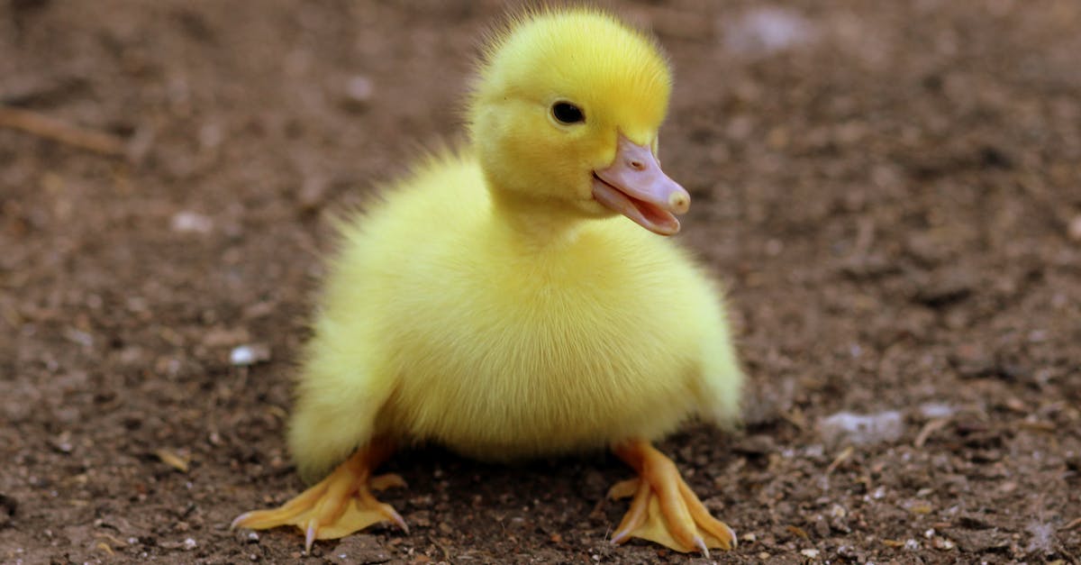 What mod added this little yellow icon to Skyrim's HUD? - Duckling on Black Soil during Daytime