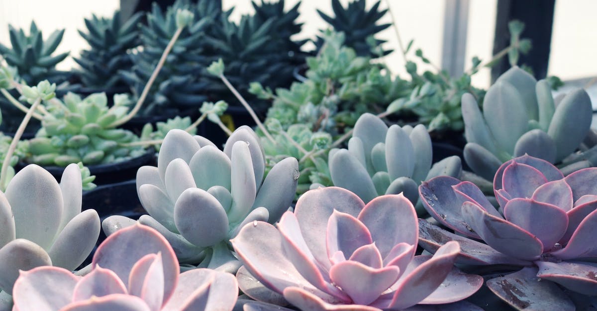What other heroes are from the Hylian race? - From above of rose and green dense leaves of echeveria growing against other various plants in daylight What other heroes are from the Hylian race? - From above of rose and green dense leaves of echeveria growing against other various plants in daylight