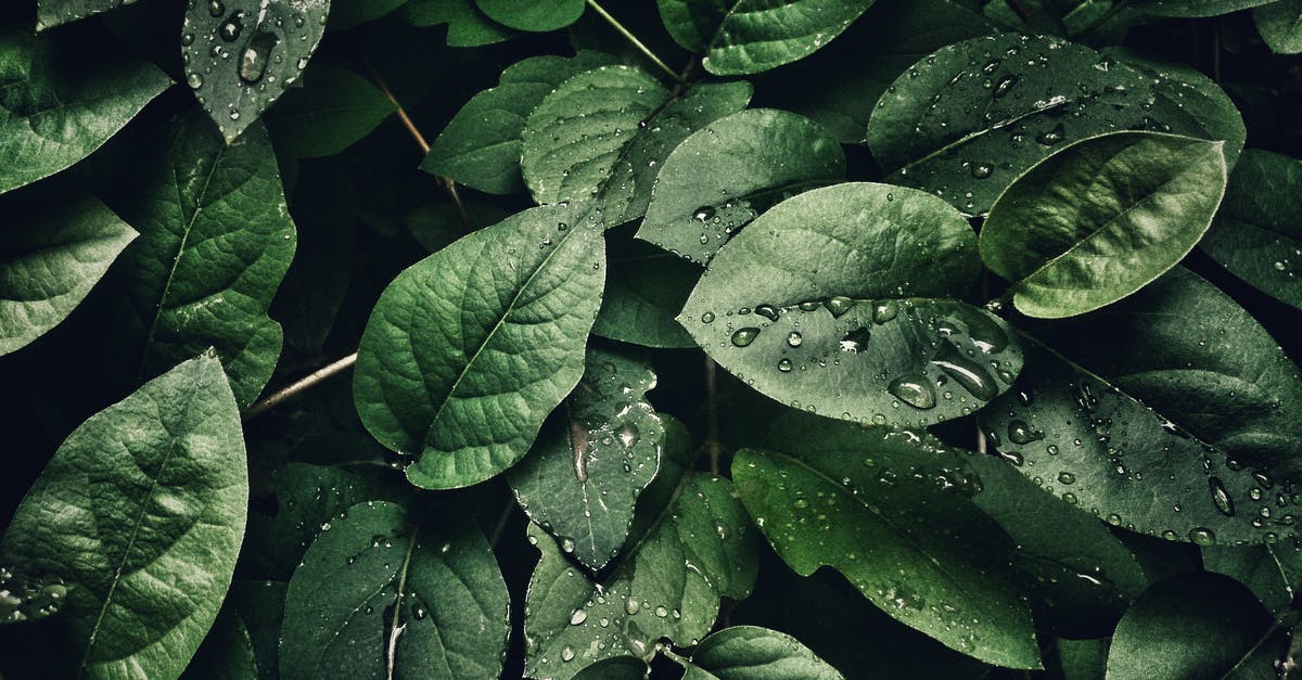 What plants have random drops as of version 2.031 in cookie clicker? - Close-Up Photography of Leaves With Droplets