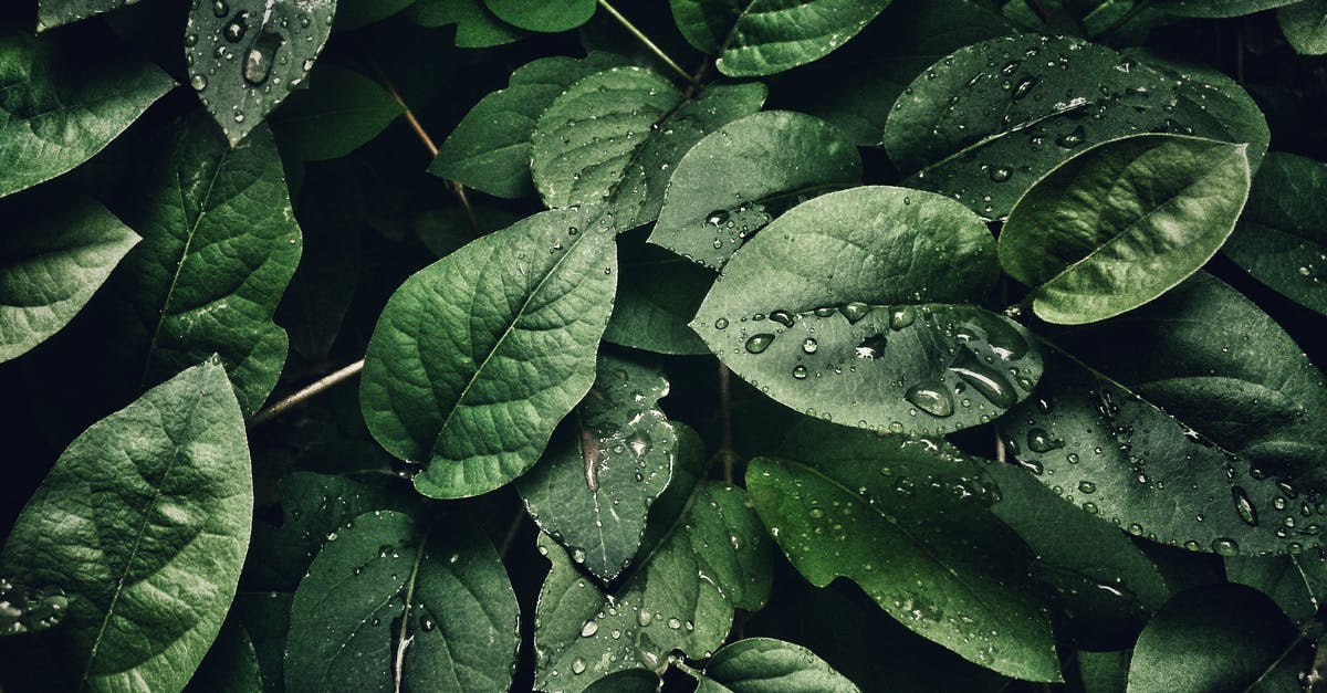 What plants have random drops as of version 2.031 in cookie clicker? - Close-Up Photography of Leaves With Droplets What plants have random drops as of version 2.031 in cookie clicker? - Close-Up Photography of Leaves With Droplets