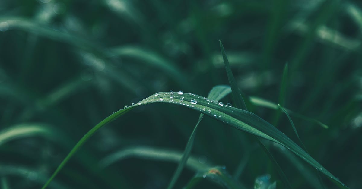 What plants have random drops as of version 2.031 in cookie clicker? - Shallow Focus of Green Leaves What plants have random drops as of version 2.031 in cookie clicker? - Shallow Focus of Green Leaves