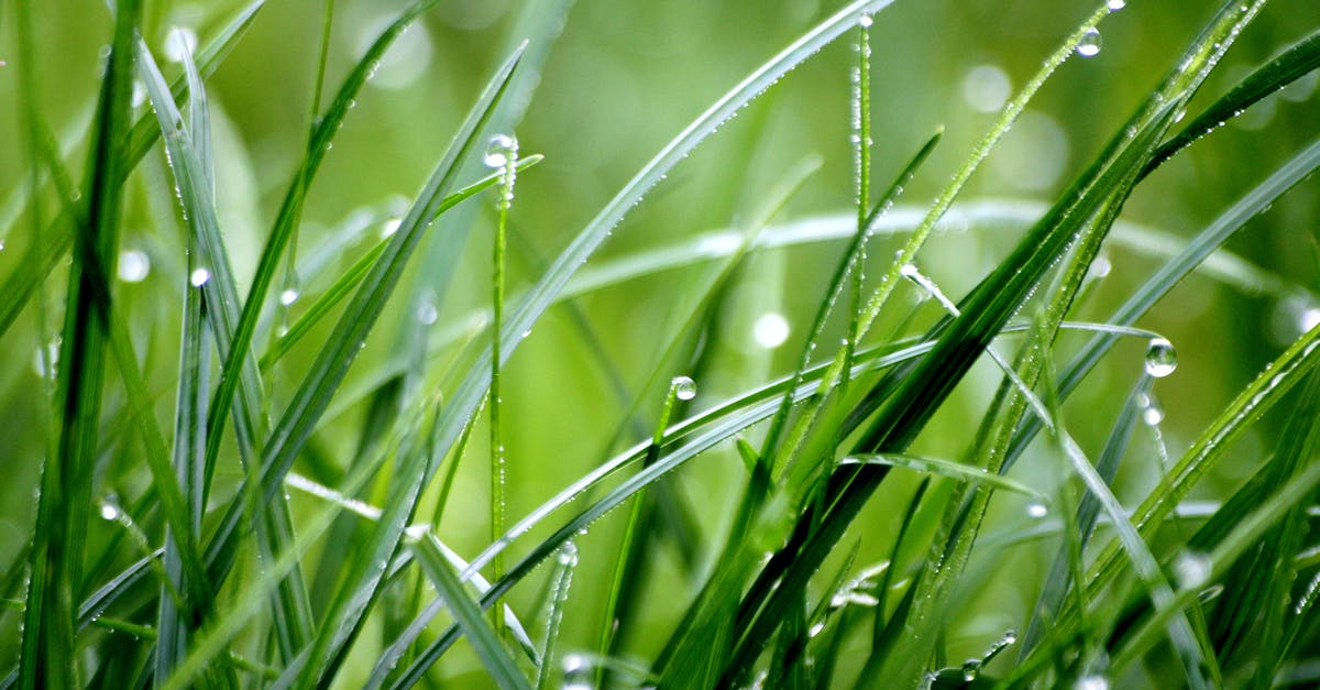What plants have random drops as of version 2.031 in cookie clicker? - Macro Photography of Droplets on Grass What plants have random drops as of version 2.031 in cookie clicker? - Macro Photography of Droplets on Grass