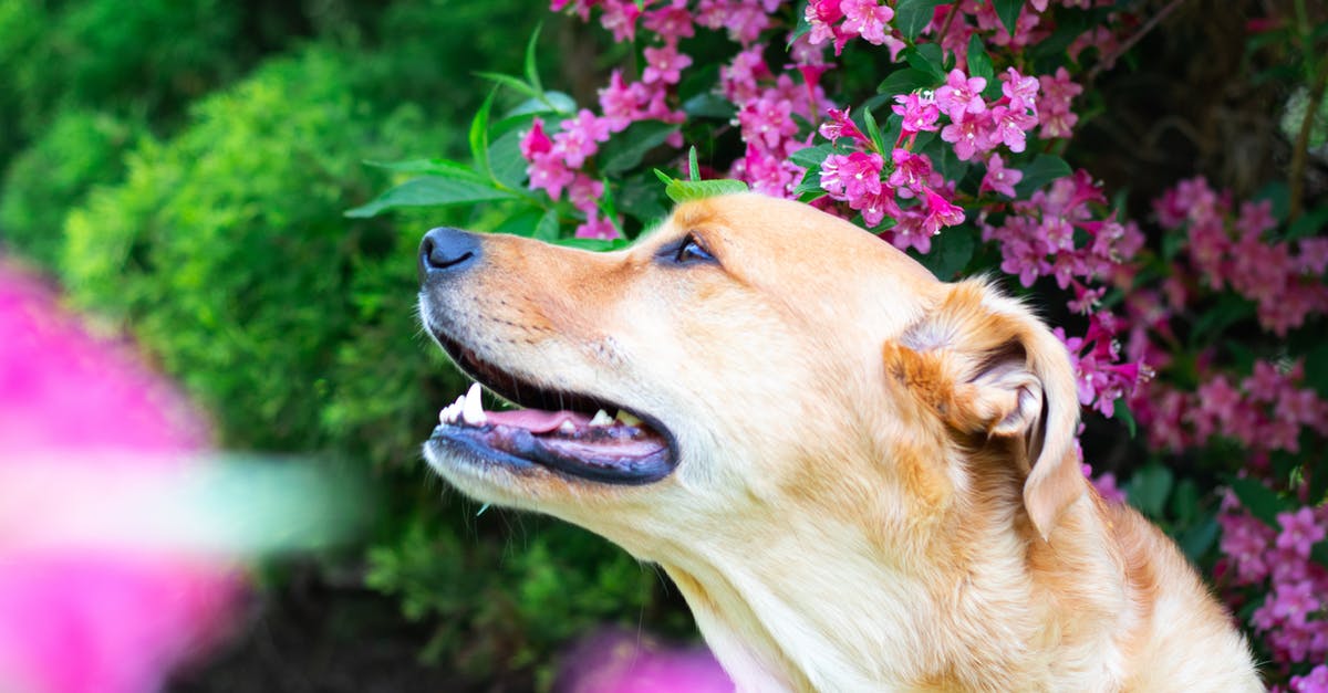 What purple spider-like pet is this in Oldschool Runescape? - Close-up Photo of Brown Short-coated Dog Looking Away What purple spider-like pet is this in Oldschool Runescape? - Close-up Photo of Brown Short-coated Dog Looking Away