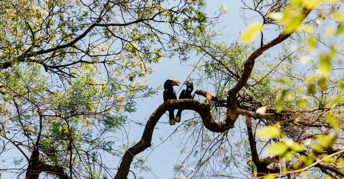 What rarity does each of the loot color represent? - Low angle of birds with black plumage and blunt tail interacting and looking at each other while sitting on tree trunk surrounded by bright blossoming flowers under blue sky
