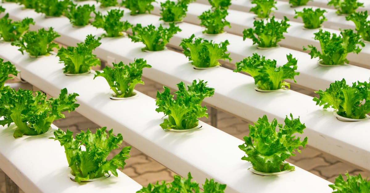 What seems to be wrong with my automated Lettuce farm? - View of Vegetables