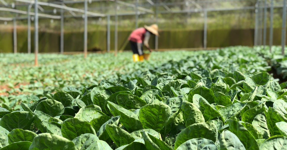 What seems to be wrong with my automated Lettuce farm? - Selective Focus Photography of Green Vegetables