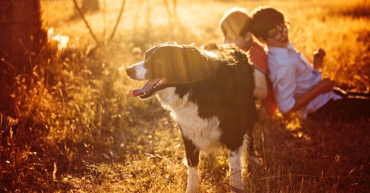 What should I do to play Legacy StarCraft with my brother on my own computers over LAN? - Two Boys Beside Adult Black and White Border Collie