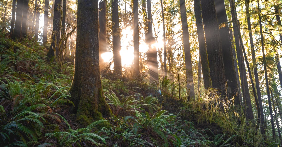 What time do all of the jungle buff camps spawn? - Scenic Photo of Forest With Sunlight What time do all of the jungle buff camps spawn? - Scenic Photo of Forest With Sunlight