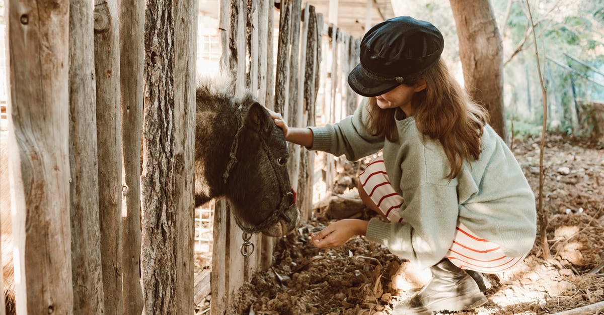 What use does horse poop have? - Girl Caressing Donkey in Countryside What use does horse poop have? - Girl Caressing Donkey in Countryside