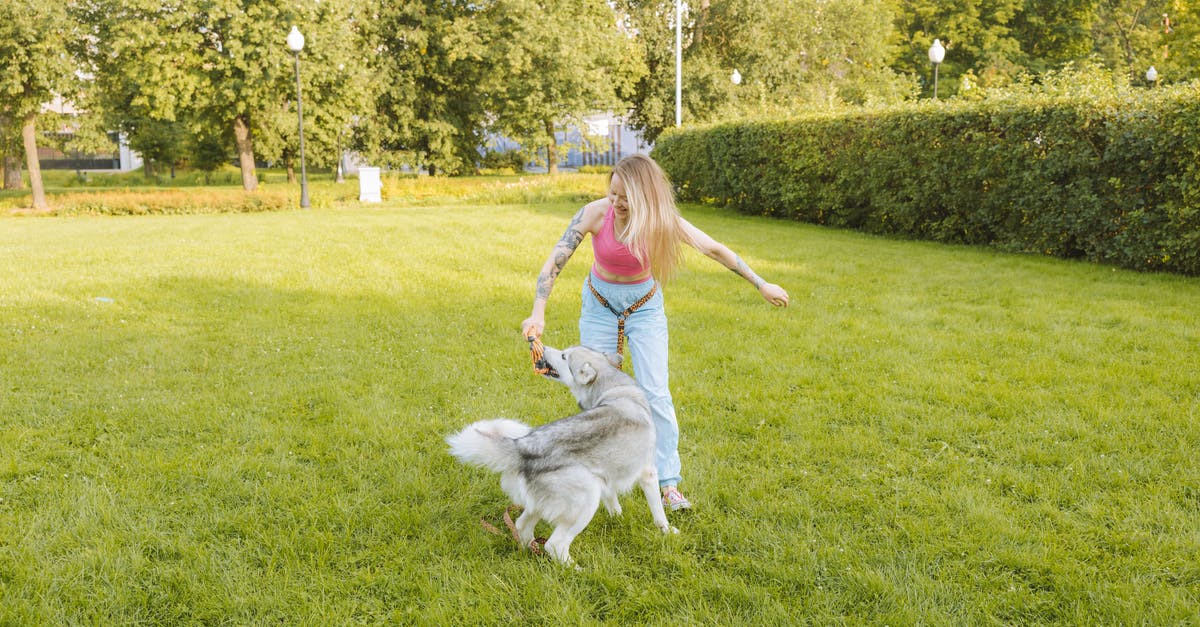 What version of Starbound am I playing? - Free stock photo of blond, child, dog What version of Starbound am I playing? - Free stock photo of blond, child, dog