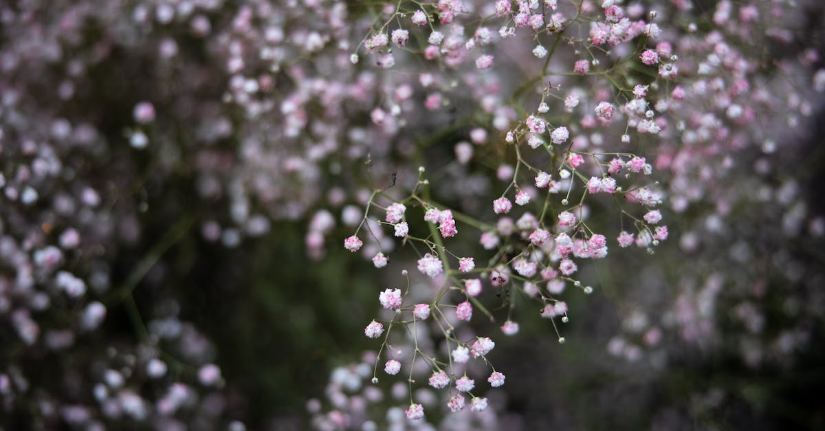 What was in Atlas's submarine? - Close-up Photo of Baby's Breath Flowers What was in Atlas's submarine? - Close-up Photo of Baby's Breath Flowers