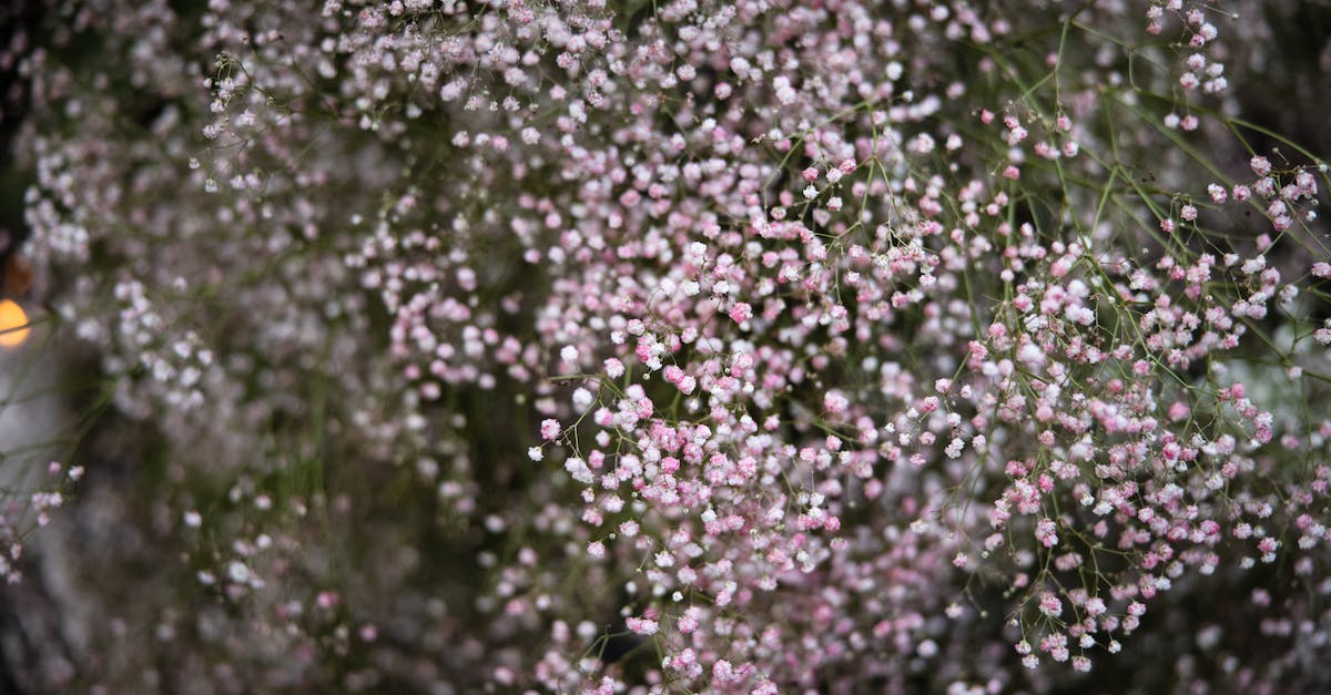 What was in Atlas's submarine? - Purple Flower Buds in Tilt Shift Lens What was in Atlas's submarine? - Purple Flower Buds in Tilt Shift Lens
