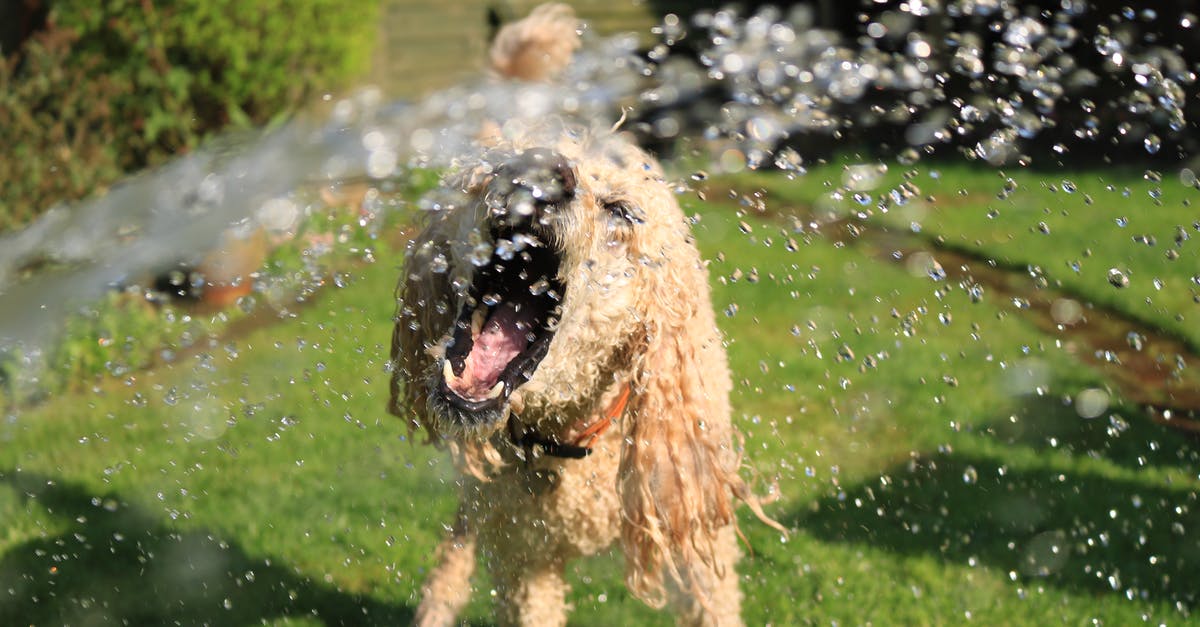 What would happen if you combine 2 doges in doge 2048? - Soaked Wet Long-coated Dog Opens Mouth at Water Streams on Green Grass