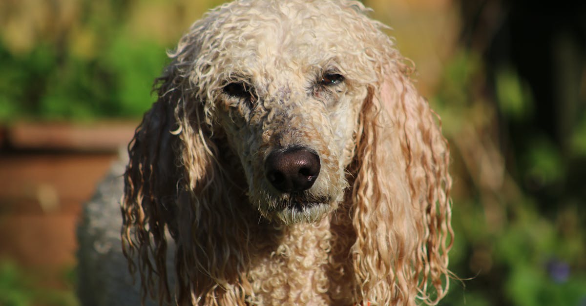 What would happen if you combine 2 doges in doge 2048? - Selective Focus Photography of White Dog