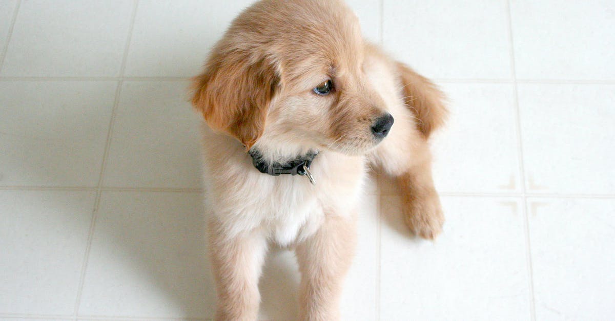 What would happen if you combine 2 doges in doge 2048? - Golden Retriever Puppy on Marble Tile