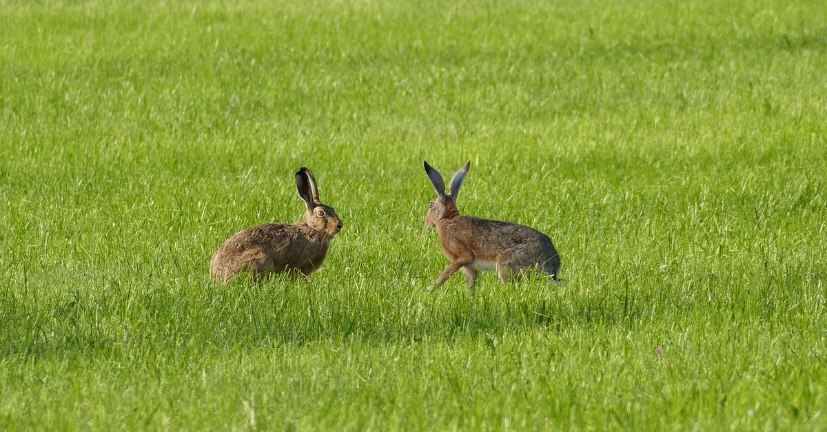 When and how do rabbits breed? - Zwei Hasen auf der Wiese When and how do rabbits breed? - Zwei Hasen auf der Wiese