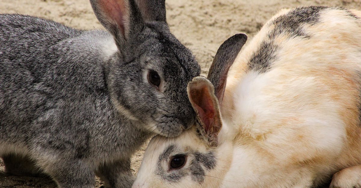When and how do rabbits breed? - White and Gray Rabbit on Brown Sand When and how do rabbits breed? - White and Gray Rabbit on Brown Sand