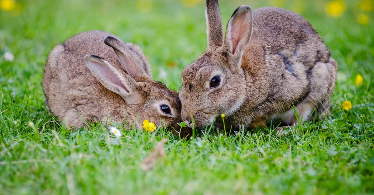 When and how do rabbits breed? - 2 Rabbits Eating Grass at Daytime When and how do rabbits breed? - 2 Rabbits Eating Grass at Daytime