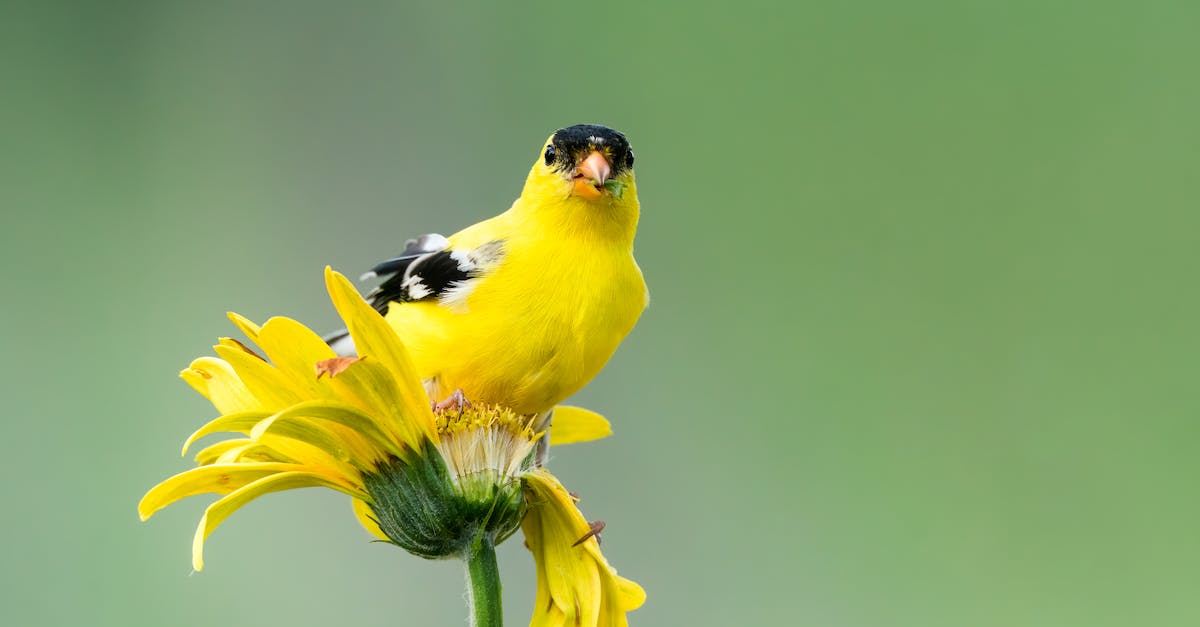 When and where are the Hex Maniac, Bird Keeper and Triathlete supposed to be available? - Yellow and Black Bird on Yellow Flower When and where are the Hex Maniac, Bird Keeper and Triathlete supposed to be available? - Yellow and Black Bird on Yellow Flower