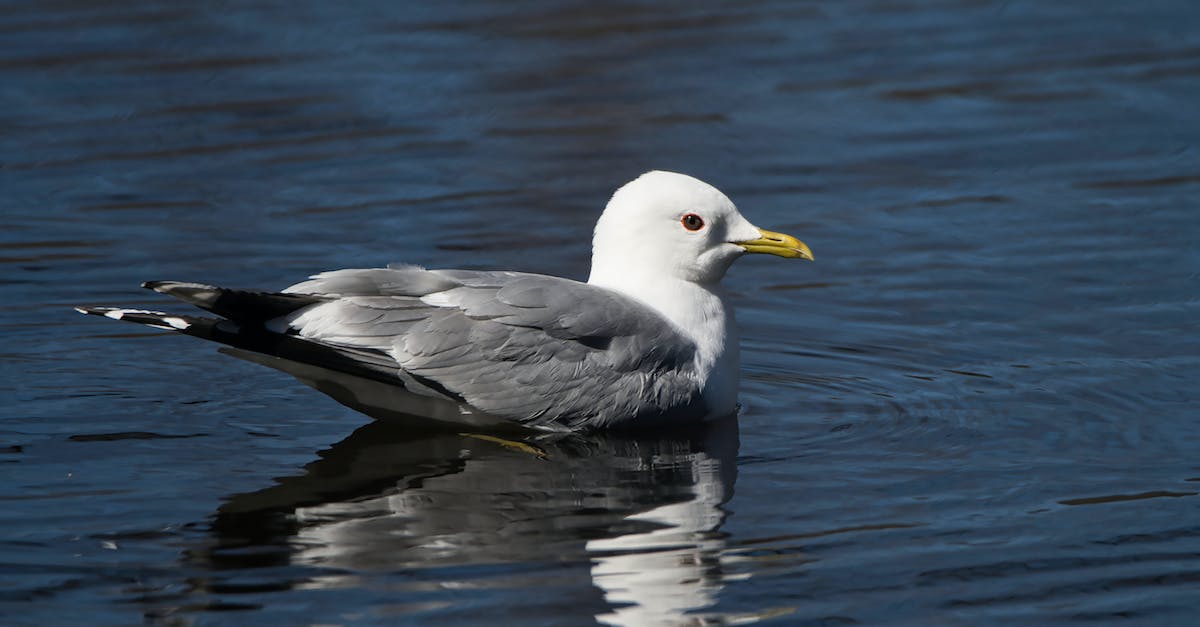 When and where are the Hex Maniac, Bird Keeper and Triathlete supposed to be available? - White and Gray Bird on Water When and where are the Hex Maniac, Bird Keeper and Triathlete supposed to be available? - White and Gray Bird on Water