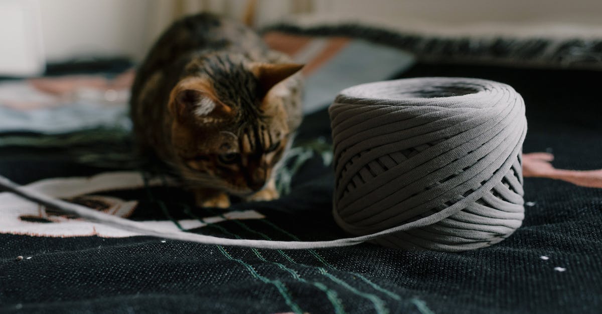 When are guards alerted by nearby kills? - Alerted Kitten Watching Twine