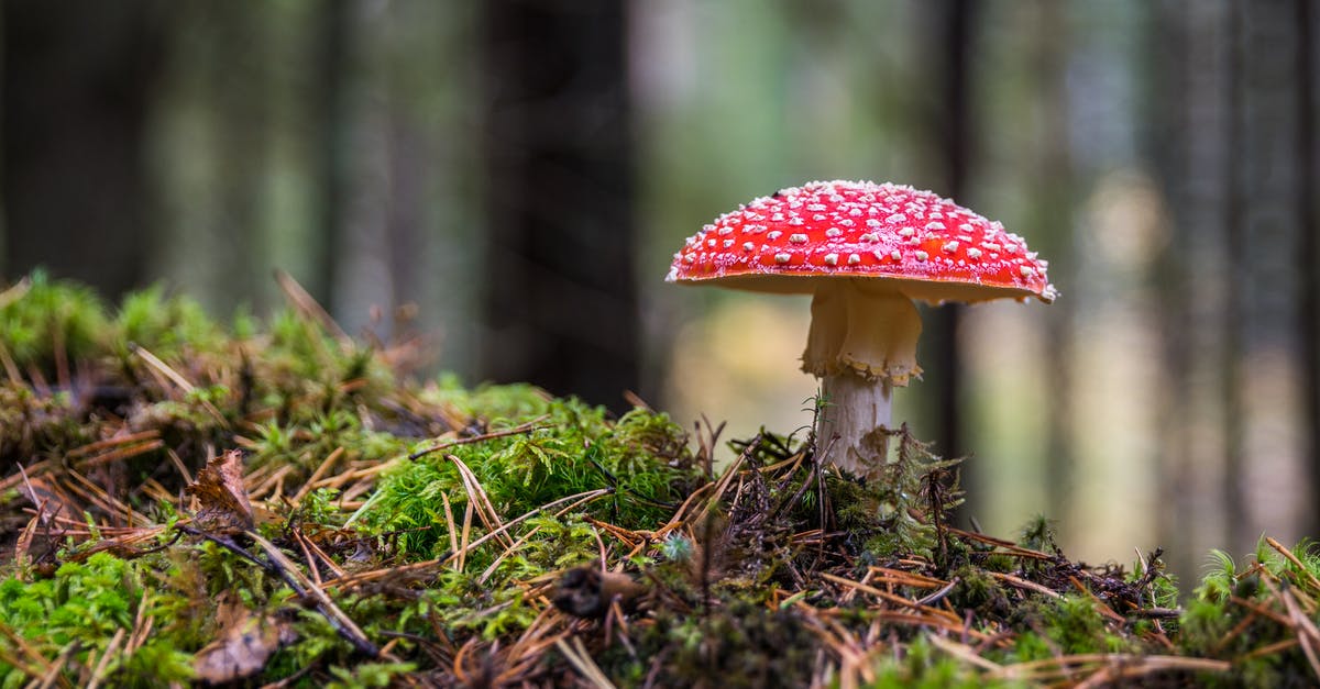 When Did Poison Become Untraceable? - Closeup Photo of Red and White Mushroom