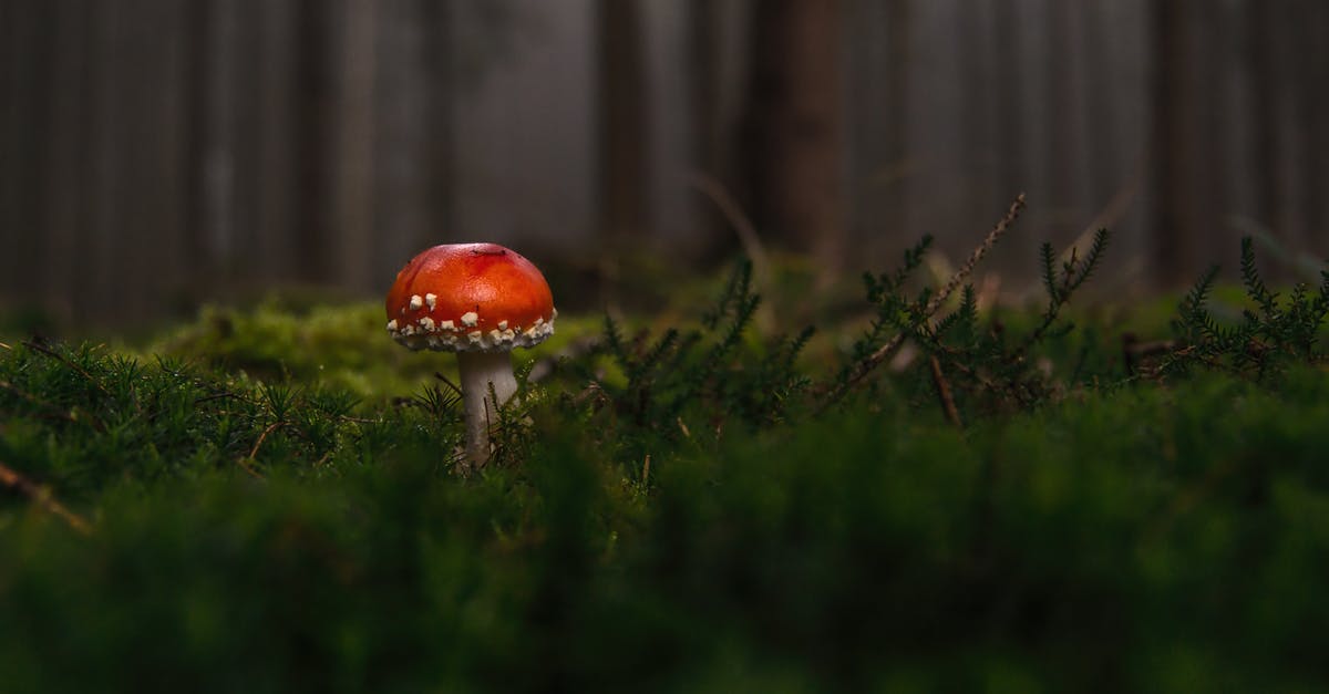 When Did Poison Become Untraceable? - Red and White Mushroom
