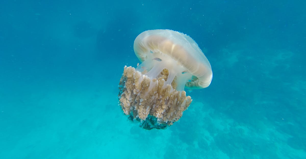 When Did Poison Become Untraceable? - Beige Jellyfish When Did Poison Become Untraceable? - Beige Jellyfish