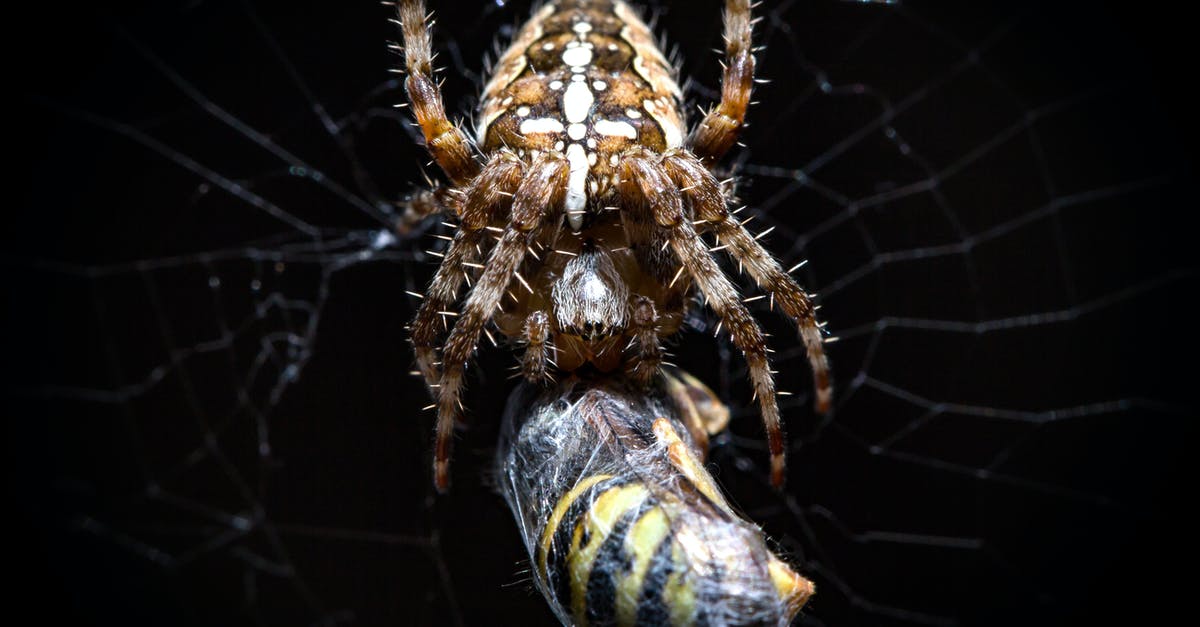When do I get a "bonus" for catching a Pokemon? [duplicate] - Brown and White Spider on Web