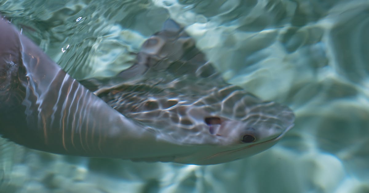 When does Clash of Clans save? - Free stock photo of animal, aquarium, aquatic