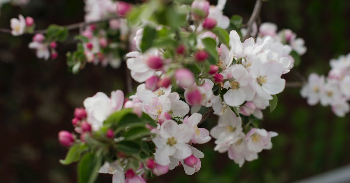 When does season 5 start? [closed] - White and Pink Flowers in Tilt Shift Lens