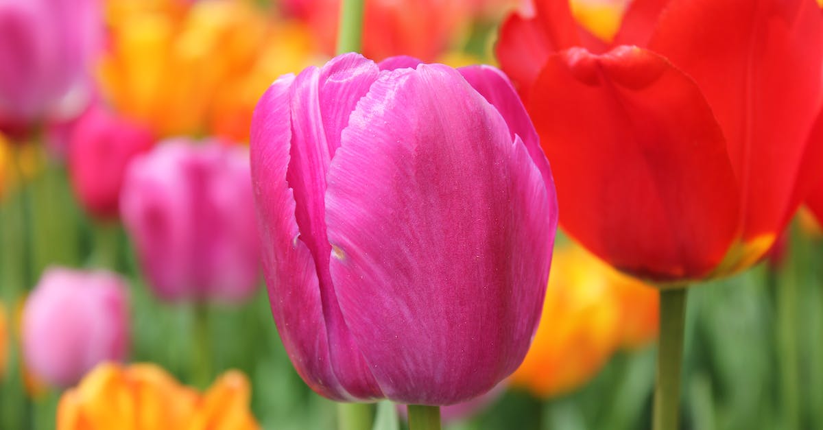 When does season 5 start? [closed] - Purple Tulip in Bloom