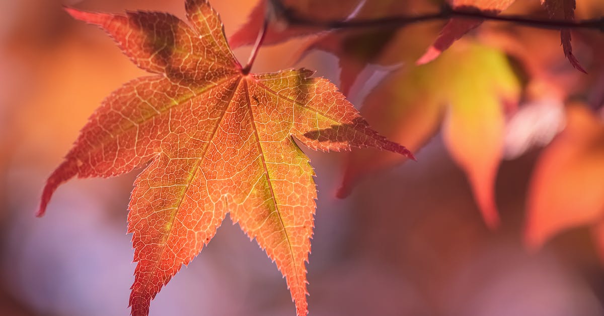 When does season 5 start? [closed] - Close-up of Orange Autumnal Leaves