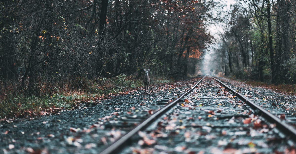 When does the forest FINALLY end? - Train Rail When does the forest FINALLY end? - Train Rail