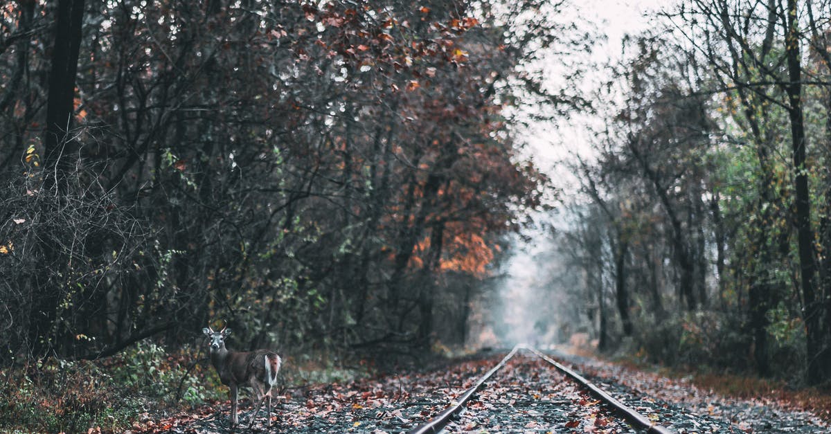 When does the forest FINALLY end? - Railways in Foret When does the forest FINALLY end? - Railways in Foret