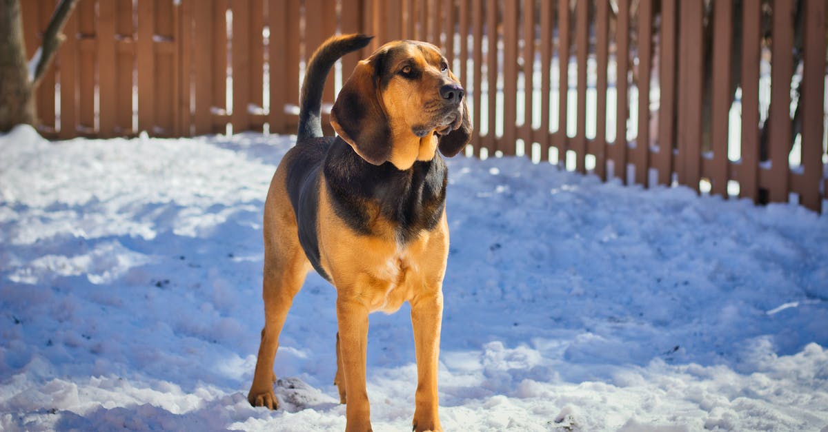 When Operation Bloodhound ends will I stop getting weekly bloodhound drops? - A Bloodhound Standing on a Snow Covered Ground