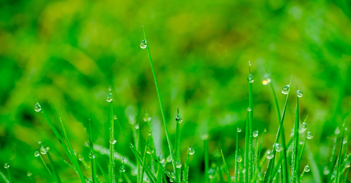When will Dochan come to you in Blade and Soul? - Macro Photography of Green Grass Field When will Dochan come to you in Blade and Soul? - Macro Photography of Green Grass Field