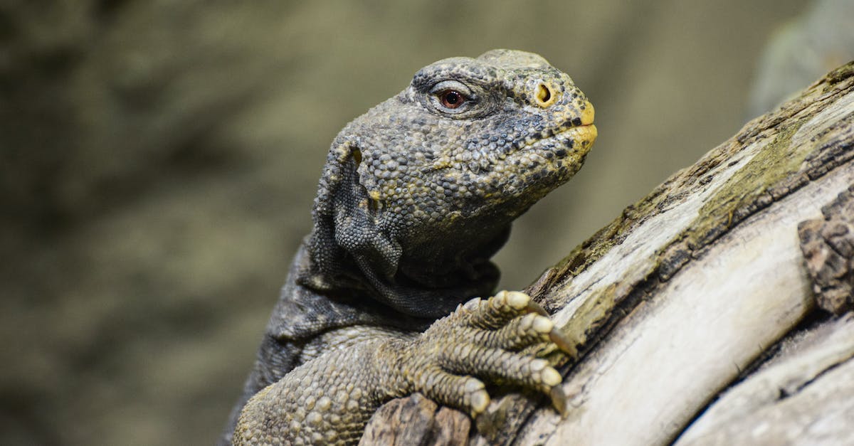 Where's my Minecraft world? [closed] - Black and Brown Lizard on Brown Wood