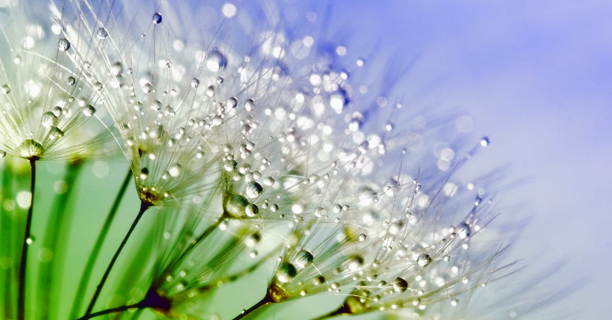 Where are all the environment-based 'sparkle'/obelisk puzzles? - White Flowers With Water Droplets in Macro Shot Where are all the environment-based 'sparkle'/obelisk puzzles? - White Flowers With Water Droplets in Macro Shot
