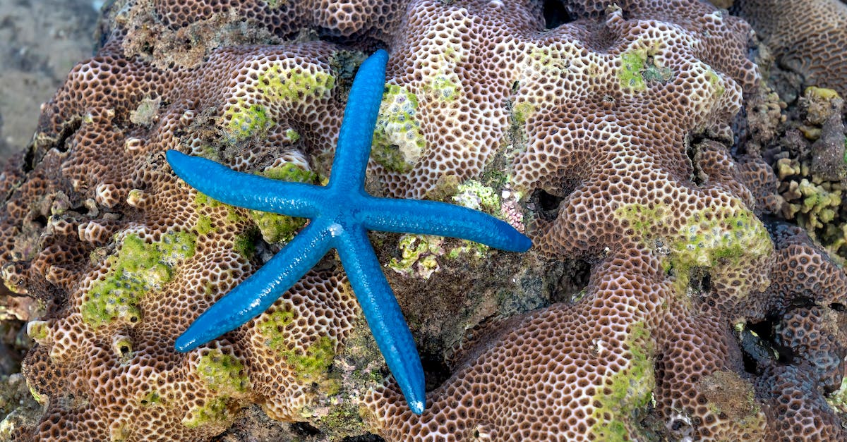 Where are all the star stones? - Blue starfish on rough stone coral on seashore