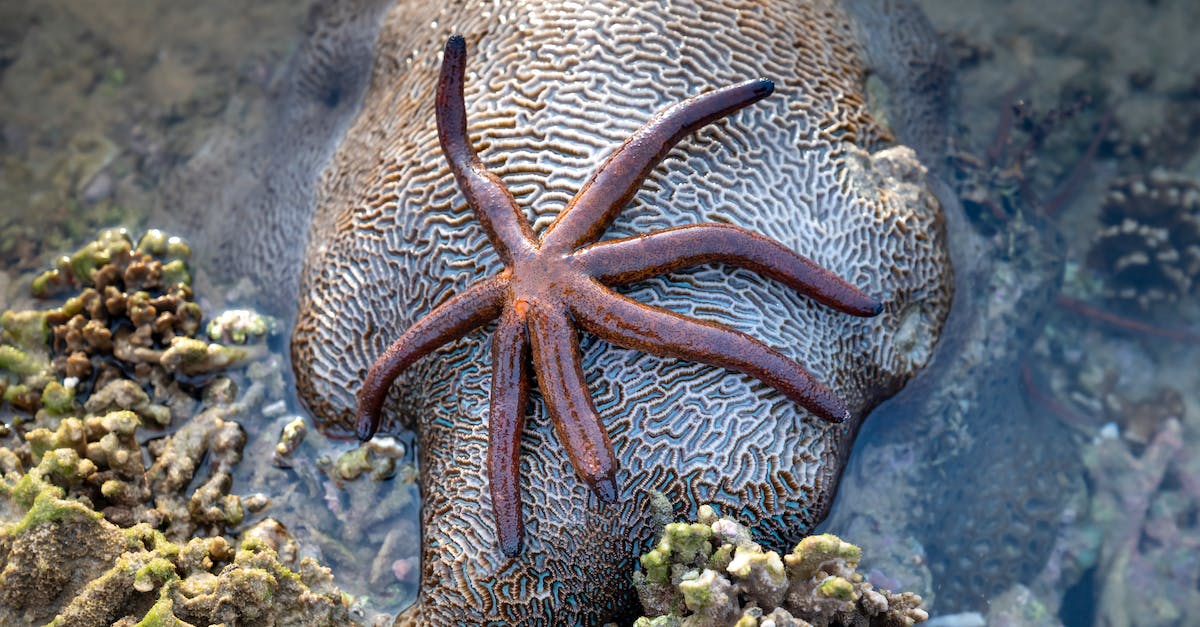 Where are all the star stones? - Starfish on wet stone in shallow sea