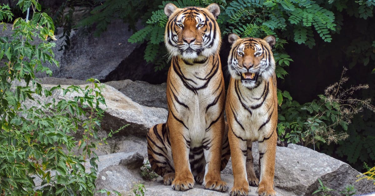 Where are dangerous wild animals in Untamed Wilds? - Two Orange Tigers Sitting Beside Each Other Where are dangerous wild animals in Untamed Wilds? - Two Orange Tigers Sitting Beside Each Other