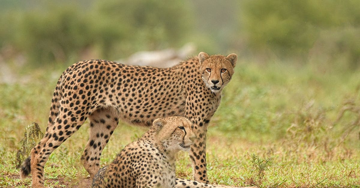 Where are dangerous wild animals in Untamed Wilds? - Brown Cheetah Where are dangerous wild animals in Untamed Wilds? - Brown Cheetah
