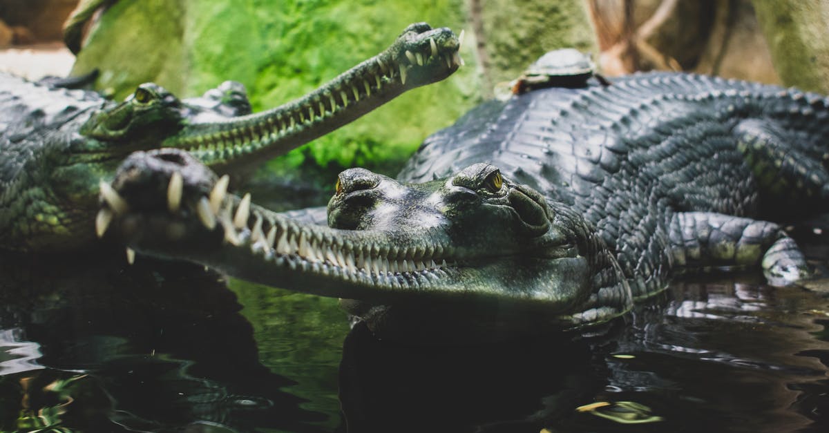 Where are dangerous wild animals in Untamed Wilds? - Black Alligator on Water Where are dangerous wild animals in Untamed Wilds? - Black Alligator on Water