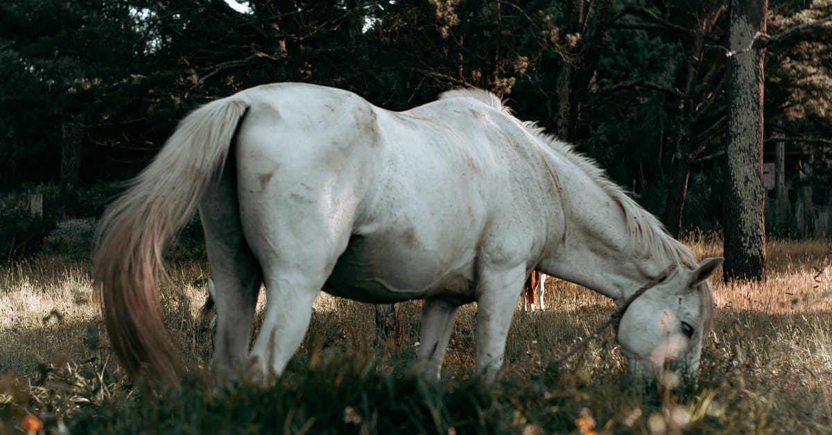 Where are my Feed The Beast files stored? - Side view of purebred gray horse with fluffy mane and tail standing on field and eating fresh grass